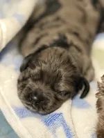 Champion line blue merle, a male Cocker Spaniel for sale in Van, TX – 1 of 7