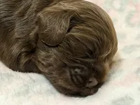 Champion line brown girl , a female Cocker Spaniel for sale in Van, TX – 3 of 7