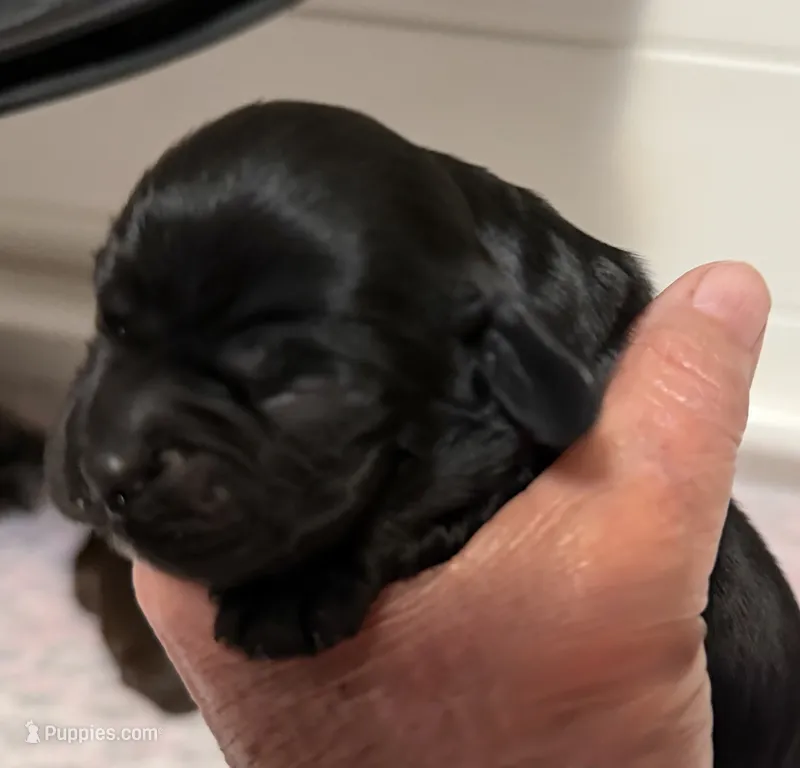 Champion line boy – Cocker Spaniel puppy for sale in Van, TX
