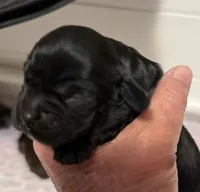 Champion line boy, a male Cocker Spaniel for sale in Van, TX – 1 of 7