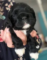 Black girl champion lines, a female Cocker Spaniel for sale in Van, TX – 2 of 7