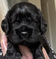 Ch line black boy, a male Cocker Spaniel for sale in Van, TX – Photo 1 of 4