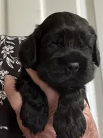 Ch line black boy, a male Cocker Spaniel for sale in Van, TX – Photo 3 of 4