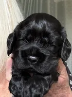 Ch line black boy, a male Cocker Spaniel for sale in Van, TX – Photo 4 of 4