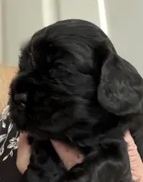 Ch line black boy, a male Cocker Spaniel for sale in Van, TX – Photo 2 of 4