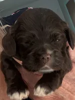Brown girl champion lines, a female Cocker Spaniel for sale in Van, TX – 1 of 8