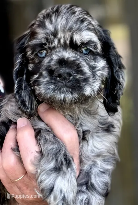Champion line blue merle – Cocker Spaniel puppy for sale in Van, TX