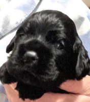 Champion line boy, a male Cocker Spaniel for sale in Van, TX – 9 of 10