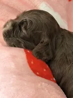 Brown girl champion lines, a female Cocker Spaniel for sale in Van, TX – 6 of 8
