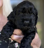 Ch line black boy, a male Cocker Spaniel for sale in Van, TX – 2 of 7