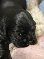 Champion line boy, a male Cocker Spaniel for sale in Van, TX – 2 of 7