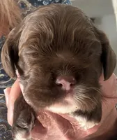 Brown girl champion lines, a female Cocker Spaniel for sale in Van, TX – 3 of 8
