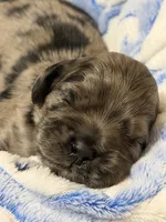 Champion line blue merle, a male Cocker Spaniel for sale in Van, TX – 4 of 7