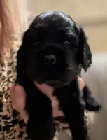 Champion line boy, a male Cocker Spaniel for sale in Van, TX – 5 of 10