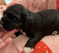 Black girl champion lines, a female Cocker Spaniel for sale in Van, TX – 5 of 7