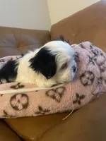 Puppy, a female Shih Tzu for sale in Tampa, FL – 2 of 4