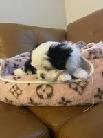 Puppy, a female Shih Tzu for sale in Tampa, FL – 3 of 4