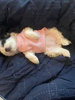 Puppy, a female Shih Tzu for sale in Tampa, FL – 4 of 4