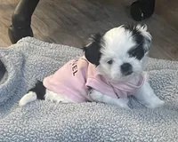 Puppy, a female Shih Tzu for sale in Tampa, FL – 1 of 4