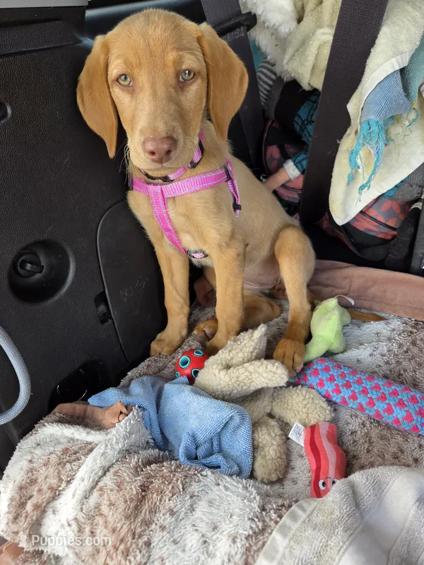 Pinks DG  – Labrador Retriever puppy for sale in Reno, NV
