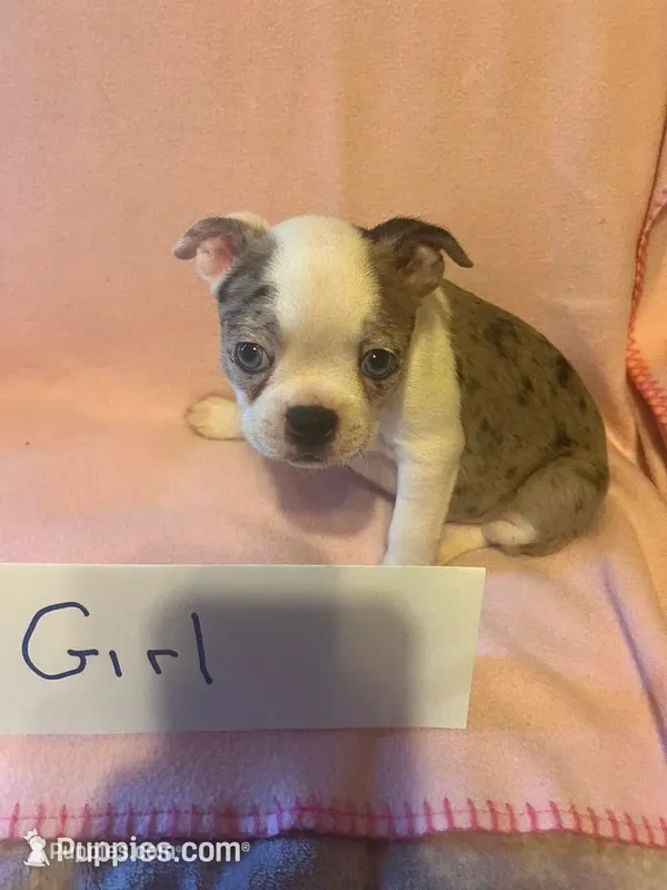 Puppy 1 – Boston Terrier puppy for sale in Columbus, OH