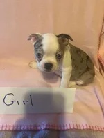 Puppy 1, a female Boston Terrier for sale in Columbus, OH – 2 of 6