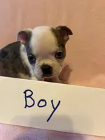 Puppy 1, a female Boston Terrier for sale in Columbus, OH – 5 of 6