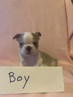 Puppy 1, a female Boston Terrier for sale in Columbus, OH – 3 of 6