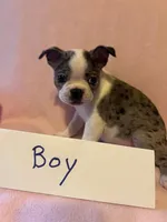 Puppy 1, a female Boston Terrier for sale in Columbus, OH – 4 of 6