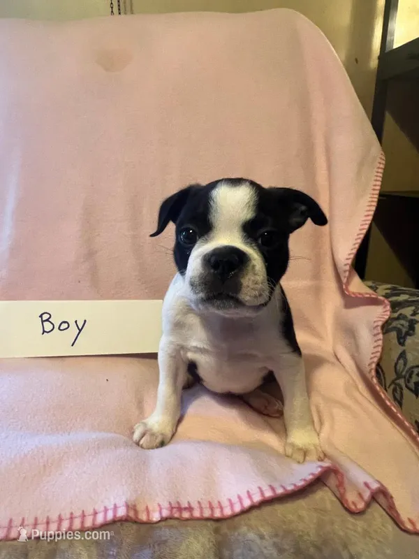 Puppy 1 – Boston Terrier puppy for sale in Columbus, OH