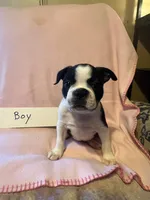 Puppy 1, a female Boston Terrier for sale in Columbus, OH – 6 of 6