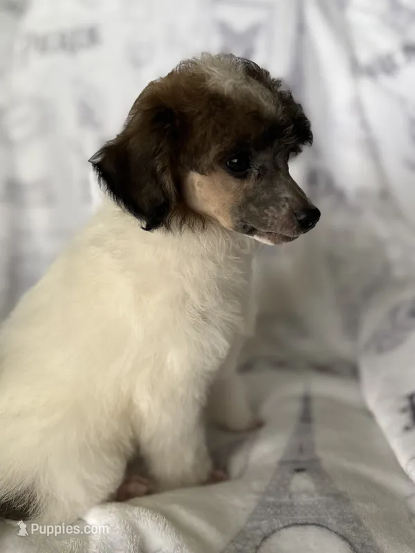 AKC Arlo – Poodle - Miniature  puppy for sale in Tecumseh, OK