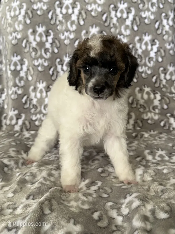 AKC Arlo – Poodle - Miniature  puppy for sale in Tecumseh, OK