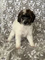 AKC Arlo, a male Poodle - Miniature  for sale in Tecumseh, OK – 1 of 5