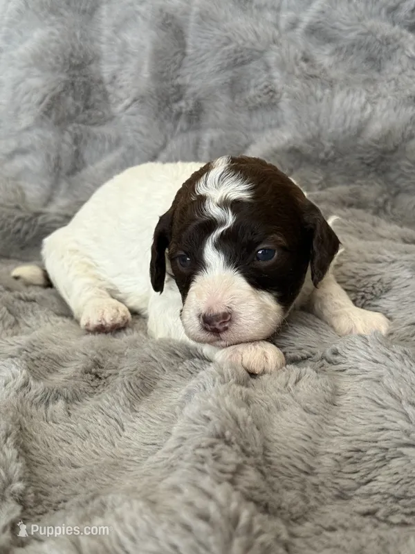 AKC Odin – Poodle - Miniature  puppy for sale in Tecumseh, OK