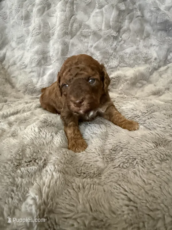 AKC Ziggy – Poodle - Miniature  puppy for sale in Tecumseh, OK