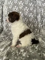 AKC Odin, a male Poodle - Miniature  for sale in Tecumseh, OK – 3 of 4