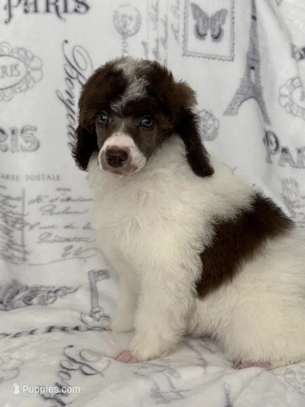 AKC Odin – Poodle - Miniature  puppy for sale in Tecumseh, OK