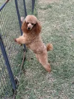 Katai, a male Poodle - Toy  for sale in Tecumseh, OK – Photo 2 of 4