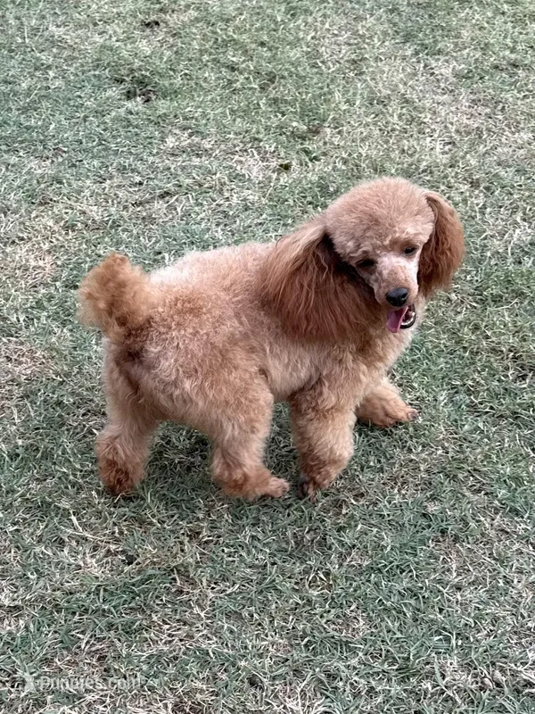 Katai – Poodle - Toy  puppy for sale in Tecumseh, OK