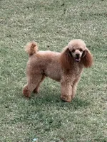 Katai, a male Poodle - Toy  for sale in Tecumseh, OK – Photo 4 of 4