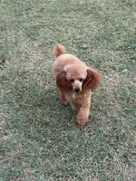 Katai, a male Poodle - Toy  for sale in Tecumseh, OK – Photo 3 of 4