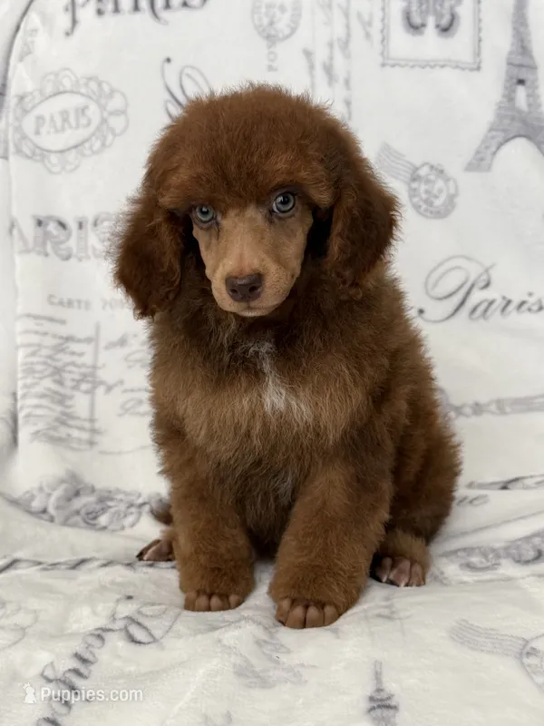 AKC Ziggy – Poodle - Miniature  puppy for sale in Tecumseh, OK