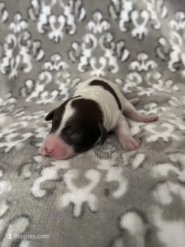 AKC Odin – Poodle - Miniature  puppy for sale in Tecumseh, OK