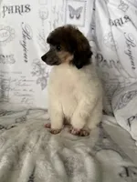 AKC Arlo, a male Poodle - Miniature  for sale in Tecumseh, OK – 3 of 10
