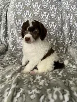 AKC Odin, a male Poodle - Miniature  for sale in Tecumseh, OK – 4 of 4