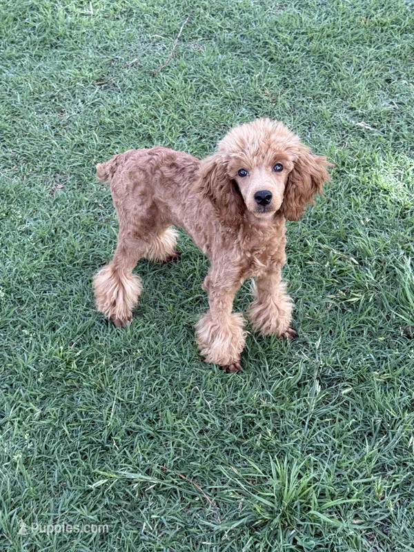 AKC Miles – Poodle - Miniature  puppy for sale in Tecumseh, OK