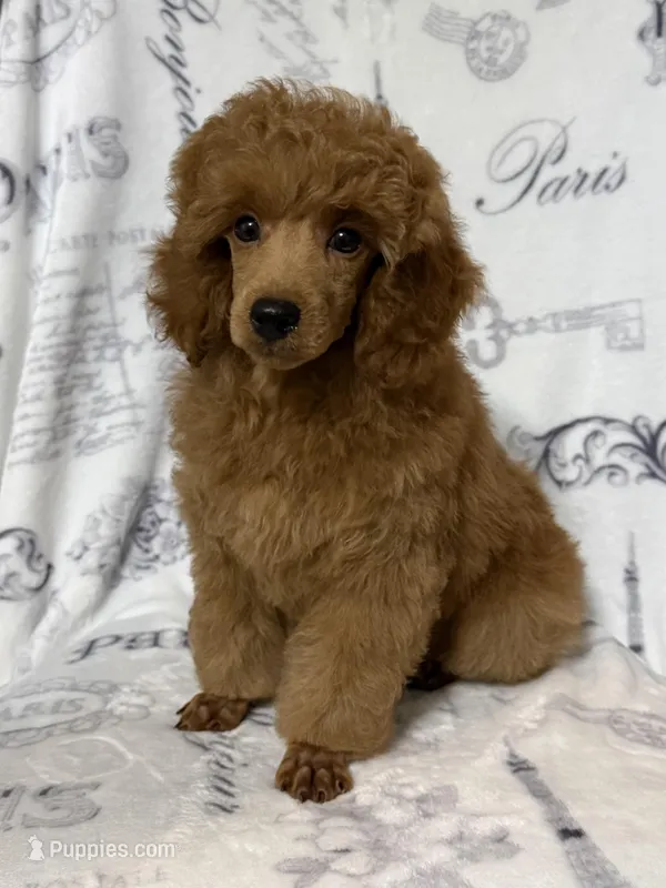 Miles – Poodle - Miniature  puppy for sale in Tecumseh, OK