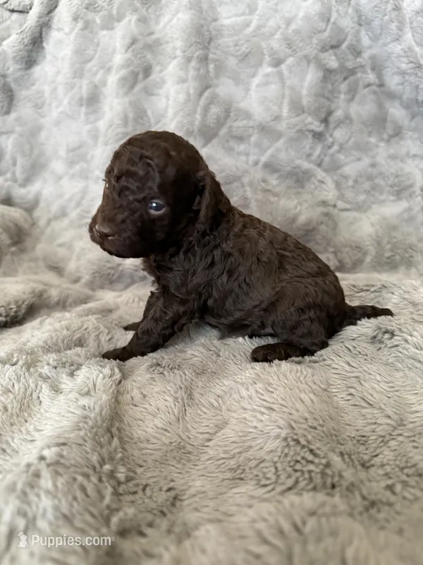 AKC Otto – Poodle - Miniature  puppy for sale in Tecumseh, OK