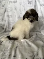 AKC Arlo, a male Poodle - Miniature  for sale in Tecumseh, OK – 4 of 10